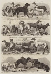 Exhibition of Sporting and Other Dogs
